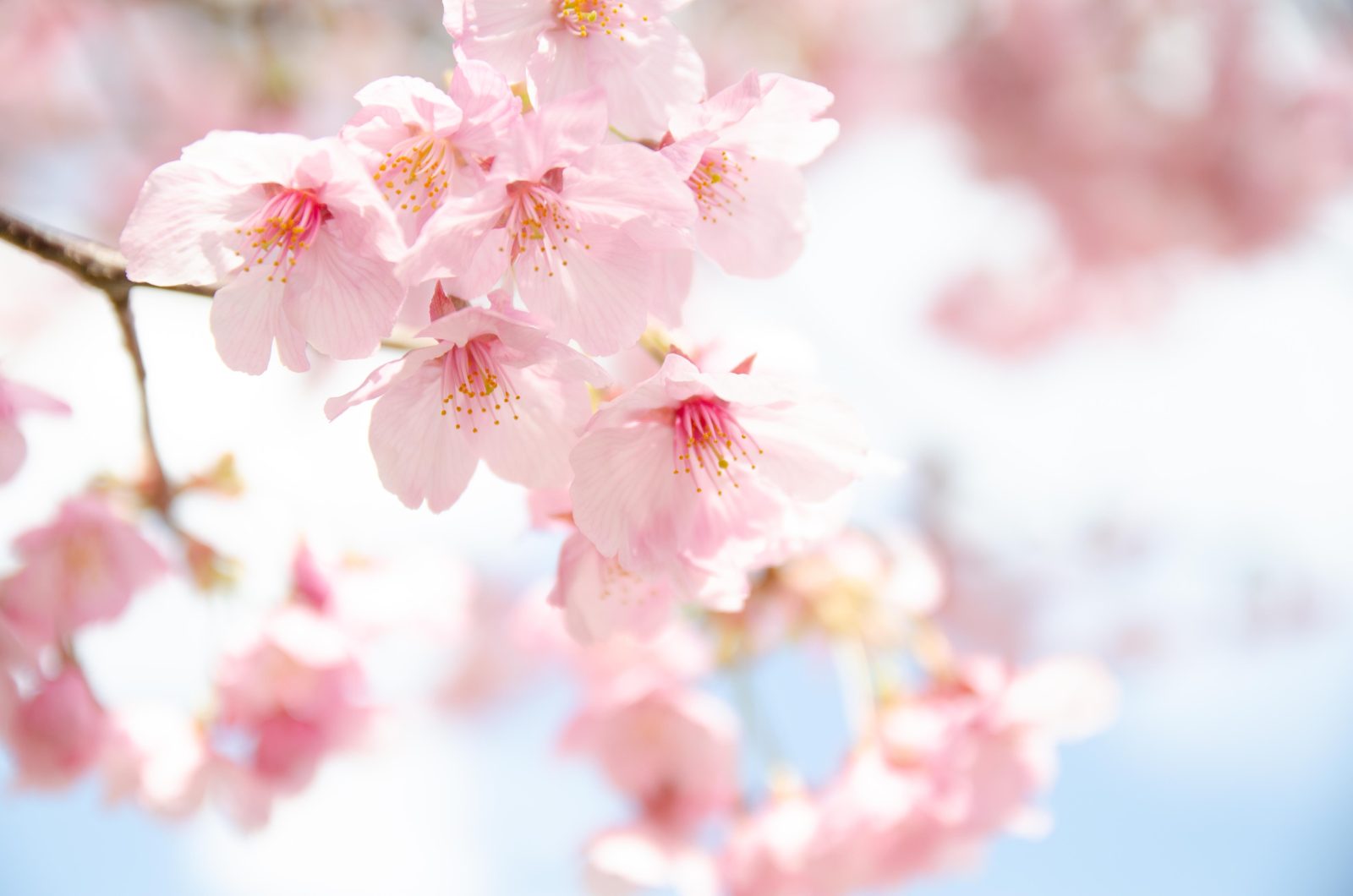 sakura cherry blossoms