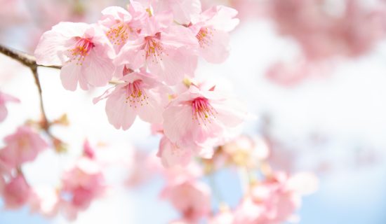 sakura cherry blossoms