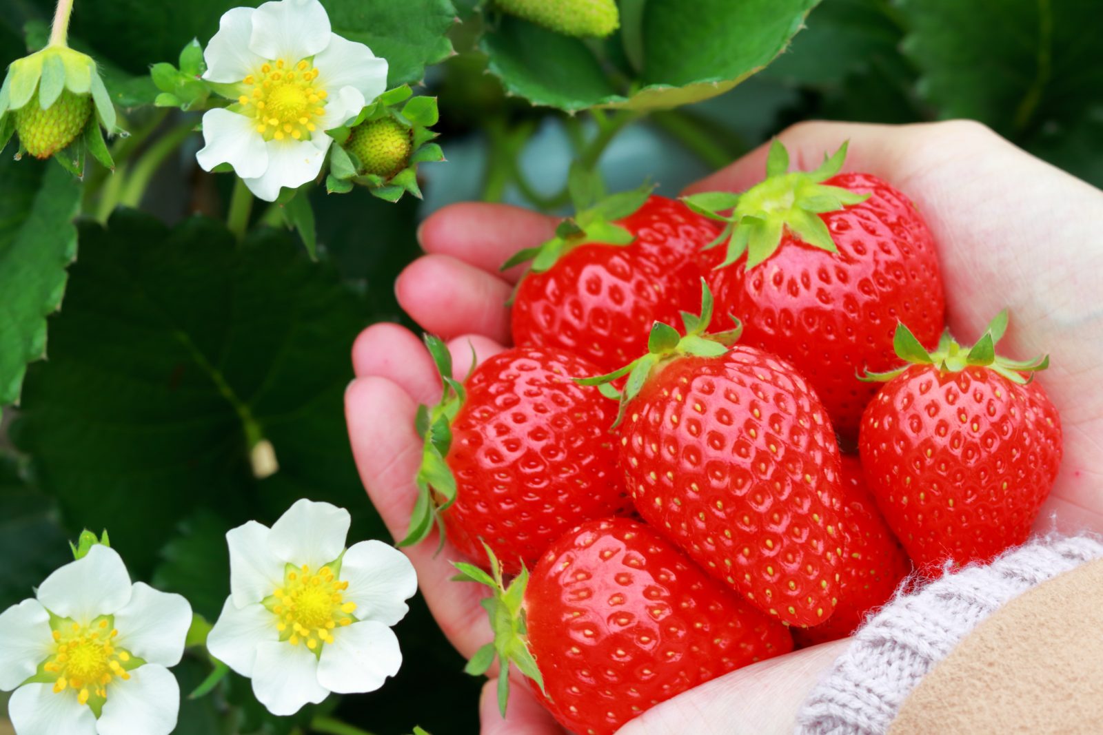 With strawberry picking experience