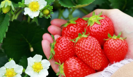 With strawberry picking experience