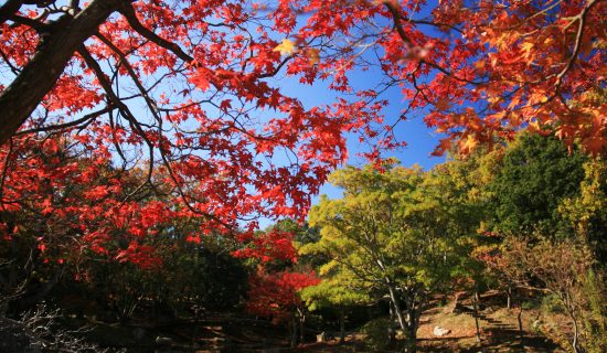 Photo gallery image | Grand Mercure Okinawa Cape Zanpa Resort