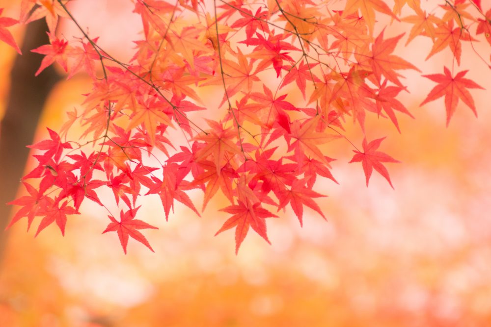 [Enjoying Autumn] Introduction of recommended autumn leaves spots