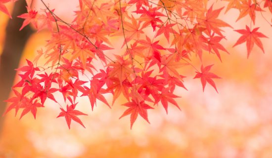 [Enjoying Autumn] Introduction of recommended autumn leaves spots