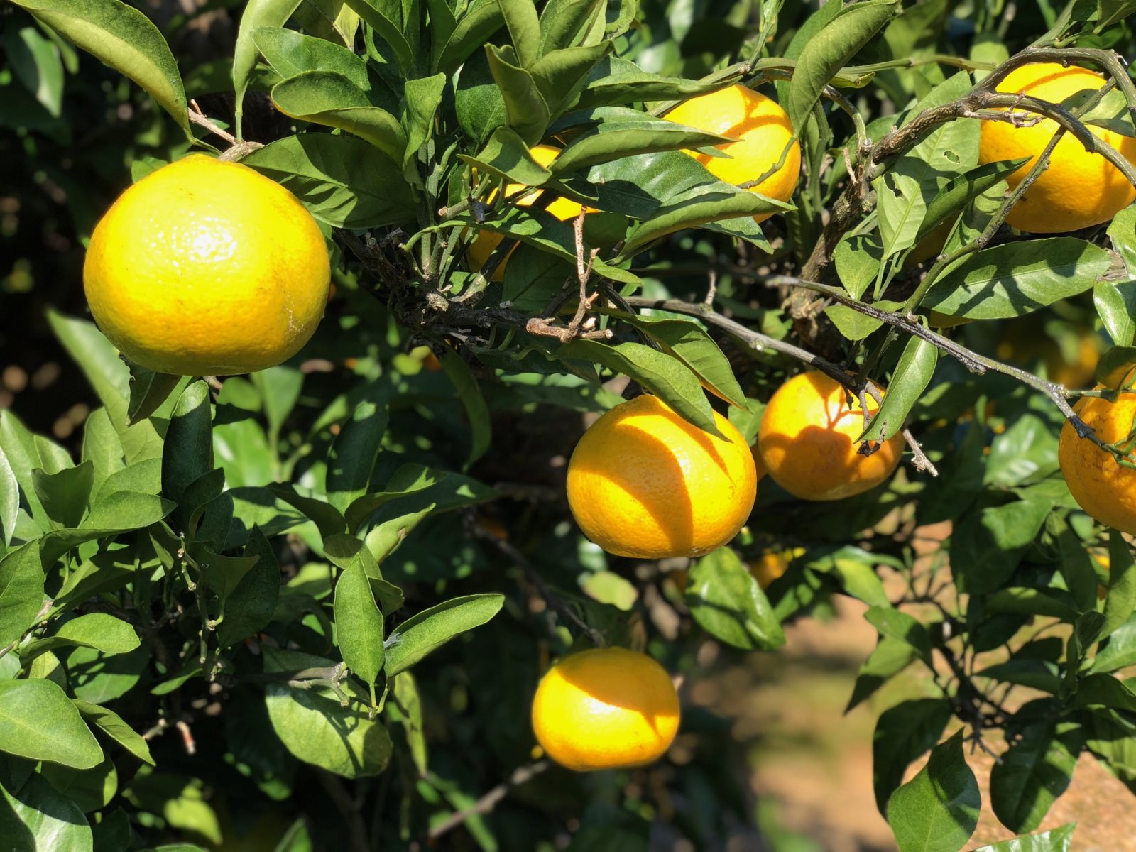 Mandarin orange hunting experience