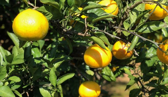 Mandarin orange hunting experience